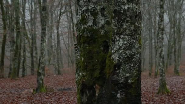 森の中の木の幹を抱く怪物の爪 — ストック動画