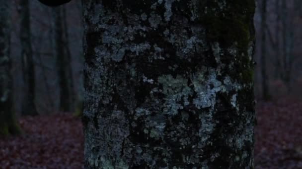 Zampe Artigliate Mostro Abbracciano Tronco Albero Nella Foresta — Video Stock