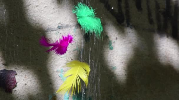 Plumas Multicolores Las Telas Araña Simbolizan Animales Circos — Vídeo de stock