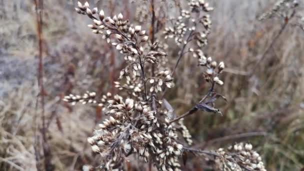 Rüzgarda Sallanan Kabarık Kuru Bir Bitki — Stok video