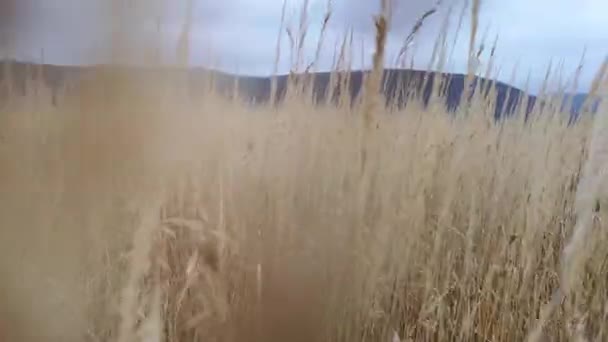 Fluffy Dry Plant Swaying Wind — Stock Video