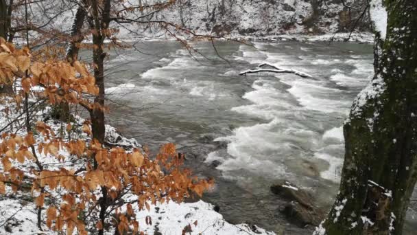 Karpat Dağları Ormanlarındaki Seething Dağı Nehri — Stok video