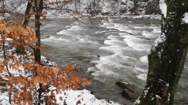 Alla Ricerca Fiume Montagna Nella Foresta Montuosa Dei Carpazi — Video Stock