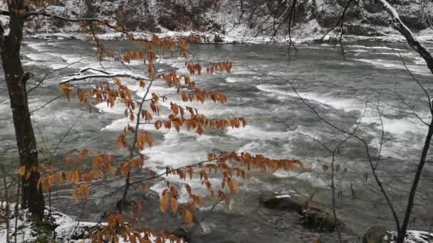 Vendo Rio Montanha Floresta Das Montanhas Dos Cárpatos — Vídeo de Stock