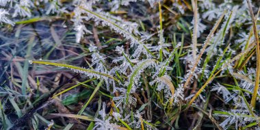 Buzla kaplı çimen yapraklarıyla gölün buzlu yüzeyi