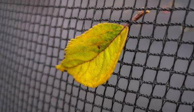 Ağa düşmüş sarı yaprak