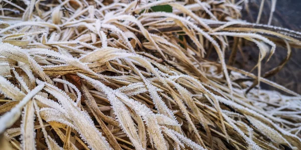 Dry Reed Leaves Covered Frost — Stock Photo, Image