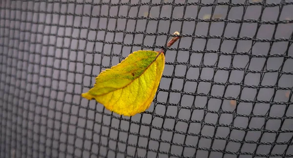 Foglia Gialla Caduta Sulla Rete — Foto Stock