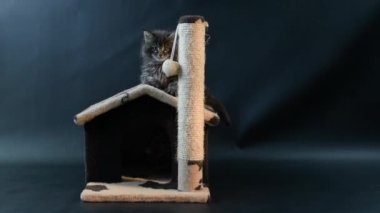 Koyu mermer renkli kedi yavrusu kedinin eviyle oynuyor.