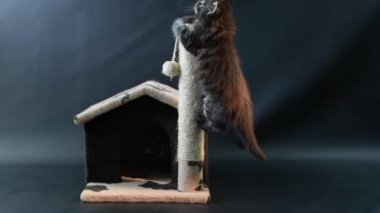 Koyu mermer renkli kedi yavrusu kedinin eviyle oynuyor.