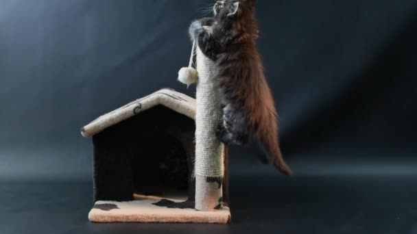 Maine Coon Kucing Marmer Gelap Warna Bermain Dengan Rumah Kucing — Stok Video