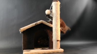 Koyu mermer renkli kedi yavrusu kedinin eviyle oynuyor.