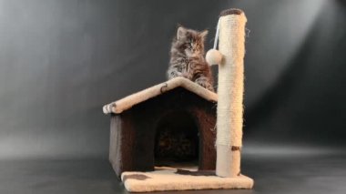 Koyu mermer renkli kedi yavrusu kedinin eviyle oynuyor.