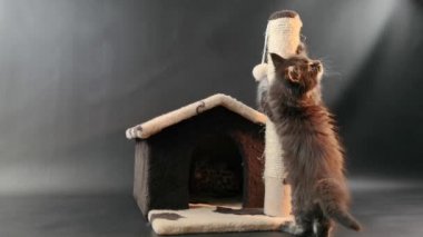 Koyu mermer renkli kedi yavrusu kedinin eviyle oynuyor.