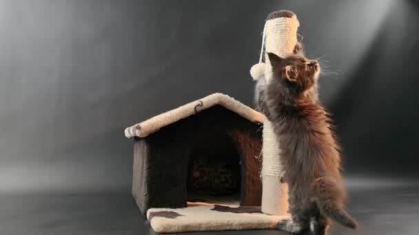 Maine Coon Kucing Marmer Gelap Warna Bermain Dengan Rumah Kucing — Stok Video