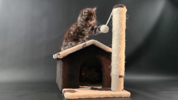 美因猫 深色大理石色 在猫的房子里玩耍 — 图库视频影像