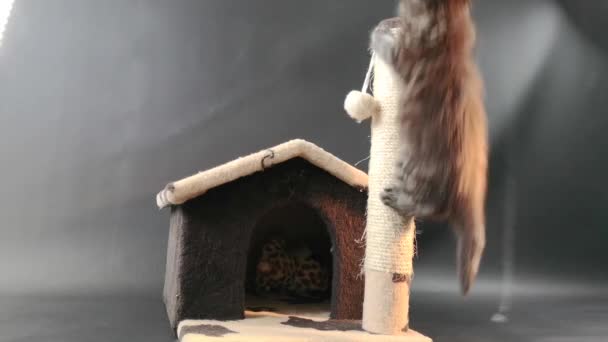 Maine Coon Kitten Dark Marble Color Playing Cat House — Stock Video
