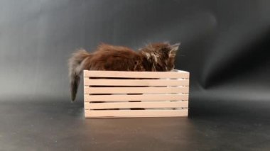 Beyaz bir kutuda koyu mermer renkli bir kedi yavrusu.