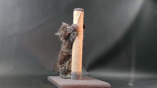 缅因州一种深色大理石色的猫科动物 用爪子磨刀机玩 — 图库视频影像