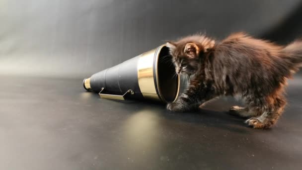 Maine Coon Kitten Dark Marble Color Plays Cheerleading Horn — Stock Video