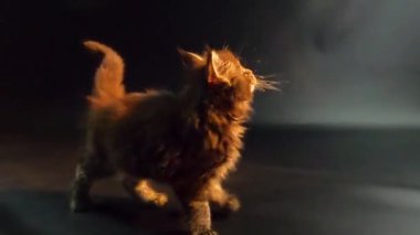 Koyu mermer renkli kedi yavrusu Maine Rakun oynar
