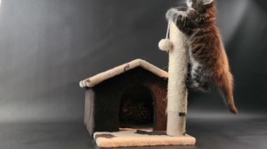 Koyu mermer renkli kedi yavrusu kedinin eviyle oynuyor.