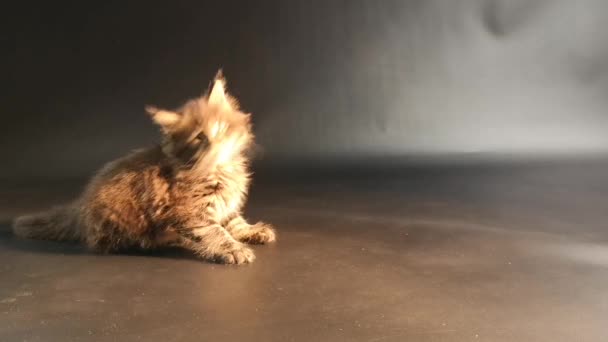 Maine Coon Kitten Warna Marmer Gelap Memainkan — Stok Video