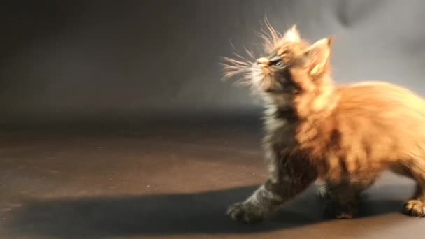 Koyu Mermer Renkli Kedi Yavrusu Maine Rakun Oynar — Stok video