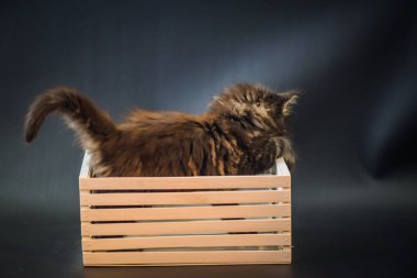 Beyaz bir kutuda koyu mermer renkli bir kedi yavrusu.