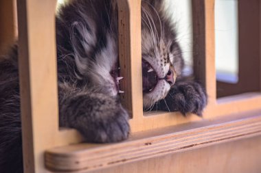 Maine Rakun oyuncak evinde misket oynuyor.