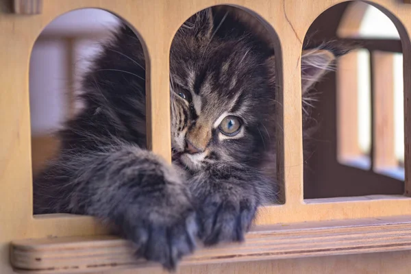 Maine Coon Gatito Mármol Jugando Casa Juguetes — Foto de Stock