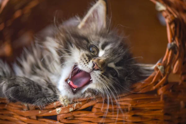 Ritratto Gattino Del Maine Coon Sbadigli Colore Marmorizzato — Foto Stock