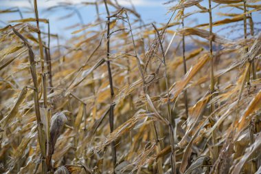 Dağlardaki bir tarlada hasat edilmemiş mısır