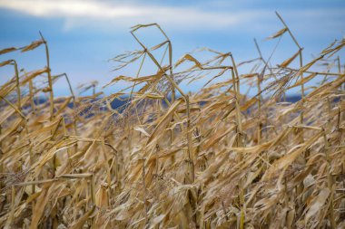 Dağlardaki bir tarlada hasat edilmemiş mısır