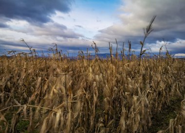 Dağlardaki bir tarlada hasat edilmemiş mısır