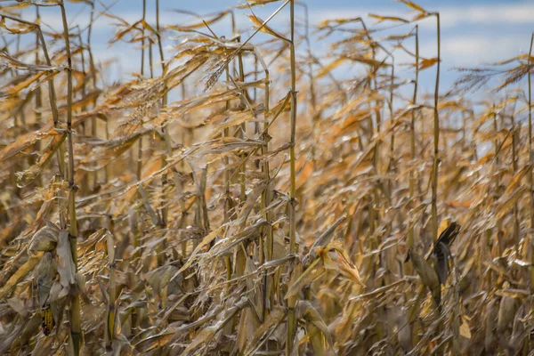 Незбирана Кукурудза Полі Горах — стокове фото