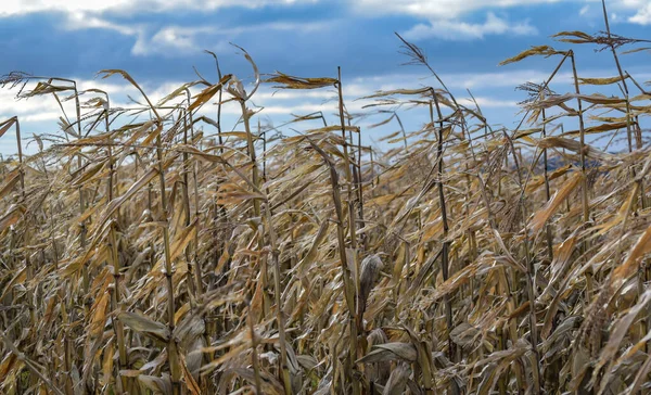 Dağlardaki bir tarlada hasat edilmemiş mısır