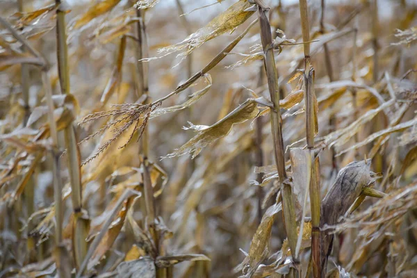 Незбирана Кукурудза Полі Горах — стокове фото