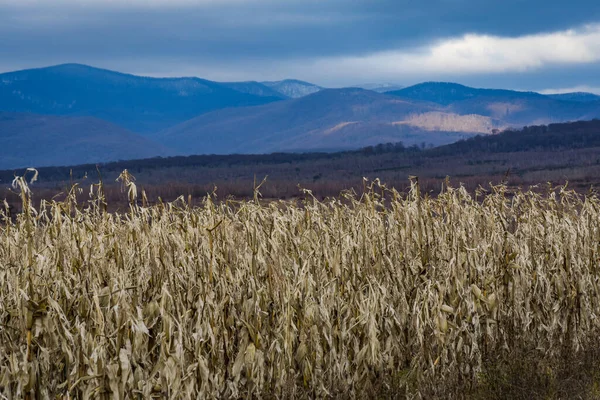 산속의 밭에서 수확되지 옥수수 — 스톡 사진