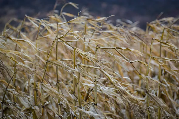 Granoturco Non Raccolto Campo Montagna — Foto Stock