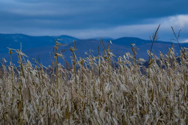 Milho Não Colhido Campo Nas Montanhas — Fotografia de Stock