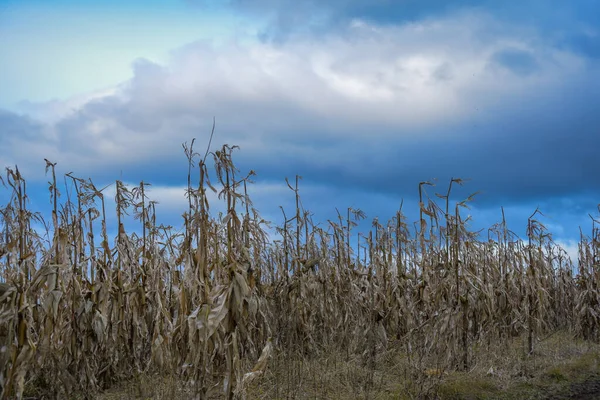 Milho Não Colhido Campo Nas Montanhas — Fotografia de Stock