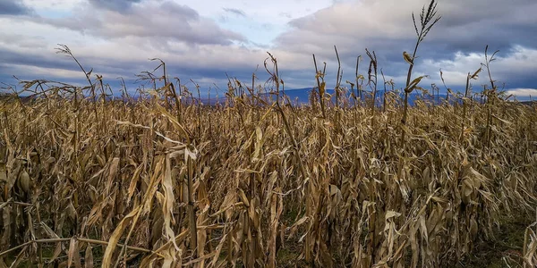 Milho Não Colhido Campo Nas Montanhas — Fotografia de Stock