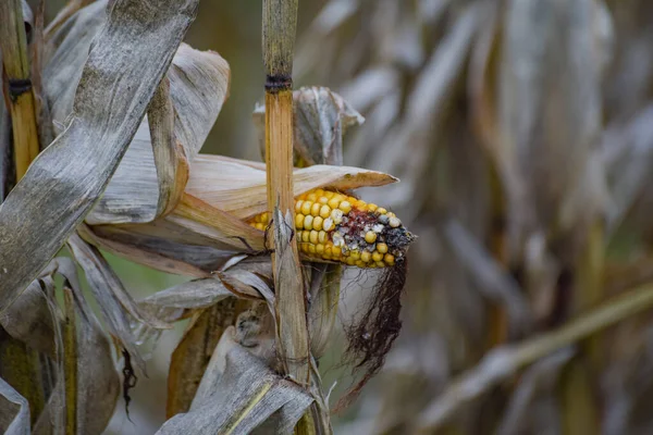 Одне Вухо Незбираної Кукурудзи Полі — стокове фото