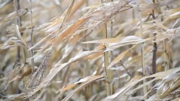 Milho Não Colhido Campo Nas Montanhas — Vídeo de Stock