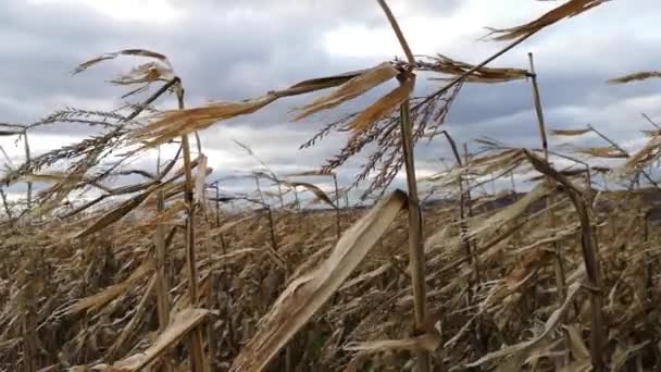 Ongeoogste Maïs Een Veld Bergen — Stockvideo