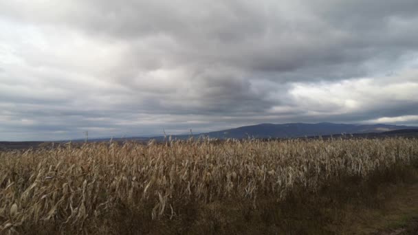 Unharvested Corn Field Mountains – Stock-video