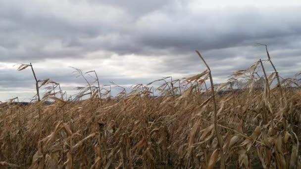 Milho Não Colhido Campo Nas Montanhas — Vídeo de Stock