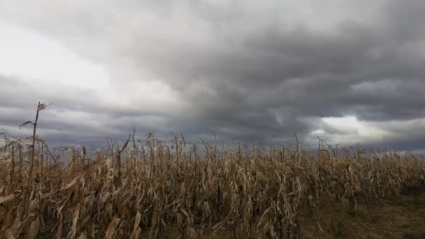 Unharvested Corn Field Mountains — Stock Video