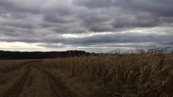 Unharvested Corn Field Mountains – Stock-video